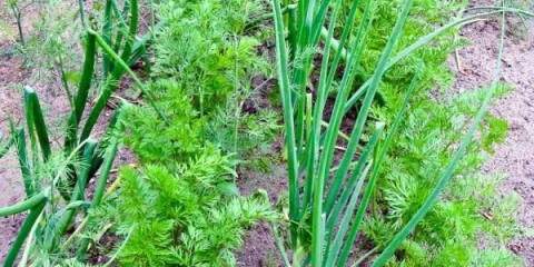 Luk i šargarepa u istoj bašti